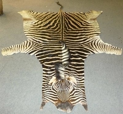 Lot 242 - Plains Zebra (Equus quagga), modern, flat skin rug, 320cm