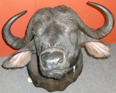 Lot 244 - Cape Buffalo (Synceros caffer caffer), modern, shoulder mount, turning slightly to the right, 114cm