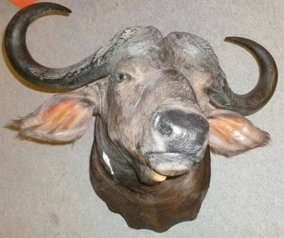 Lot 245 - Cape Buffalo (Synceros caffer caffer), modern, shoulder mount, turning to the left, 109.5cm...