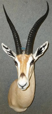 Lot 247 - Grant's Gazelle (Gazella granti), modern, shoulder mount, 54cm from the wall