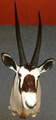 Lot 248 - Beisa Oryx (Oryx beisa beisa), modern, shoulder mount, right horn 94cm, left horn 94cm, 78cm...