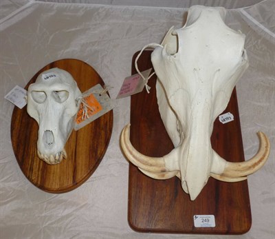 Lot 249 - Yellow Baboon (Papio Cynocephalus), full skull, 20cm long, on African hardwood oval shield; and...