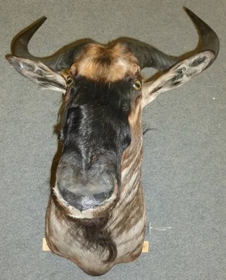 Lot 250 - Blue Wildebeest (Connochaetes taurinus taurinus), modern, shoulder mount, 67cm from the wall; and A