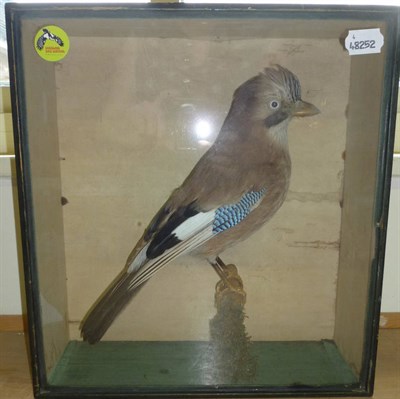 Lot 253 - A Jay (Garrulus glandarius), preserved and mounted on a perch, in a wall mounted case