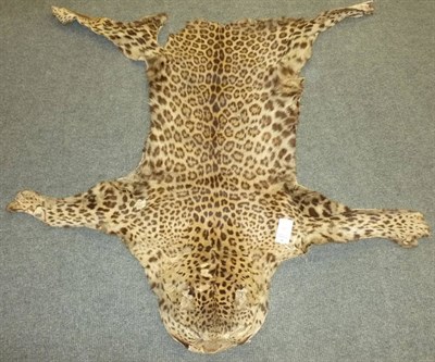 Lot 255 - Leopard (Panthera pardus), circa 1920, flat skin rug, 118cm nose tip to end of body (tail...