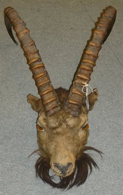 Lot 256 - Siberian Ibex (Capra siberica), circa 1920, head mount, right horn 90cm, left horn 89.5cm