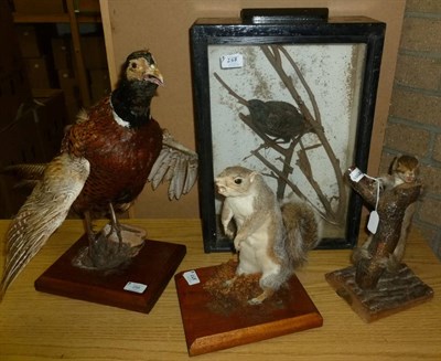 Lot 258 - A Collection of Nine Taxidermy Specimens, comprising Short-Eared Owl, circa 1910, in 1930's...