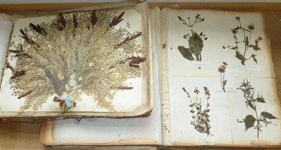 Lot 259 - Two 19th Century Albums Containing a Large Collection of Dried and Pressed Botanical Specimens,...