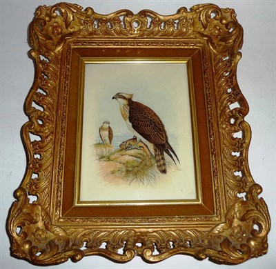 Lot 58 - Leighton Maybury - Study of an Osprey, enamel on porcelain plaque, signed and inscribed on reverse