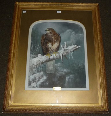 Lot 61 - English School 19th Century - Study of a Peregrine Falcon, perched on a snow covered branch, in...