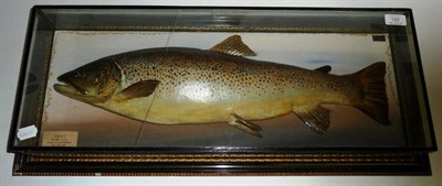 Lot 122 - A Cased Malloch Brown Trout, preserved and mounted in a rectangular wall mounted case with...