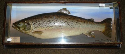 Lot 125 - A Cased Malloch Brown Trout, preserved and mounted in a rectangular wall mounted case with...