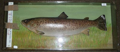 Lot 126 - A Cased Cast of a Sea Trout, mounted in a rectangular wall mounted case with painted backdrop,...