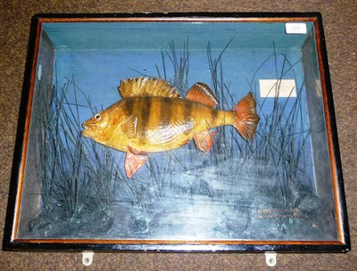 Lot 128 - A Cased Perch, preserved and mounted amidst reeds, labelled 'Taken by Emily Beadnell at Fillongley