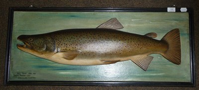 Lot 150 - A Carved and Painted Wood Half Model Sea Trout Trophy, mounted on a painted pine panel,...