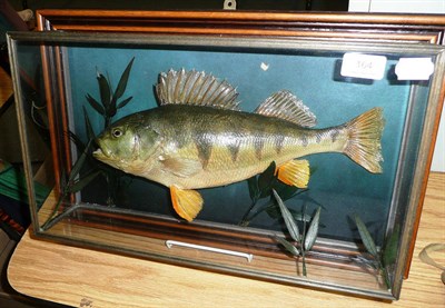 Lot 164 - A Taxidermy Perch, by A J Armistead, Darlington, 1984, set amongst reeds in a five-glass wall...