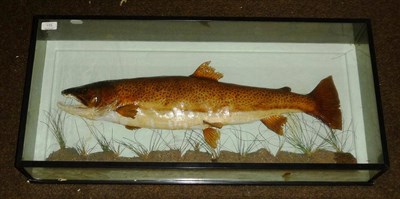 Lot 175 - A Cased Brown Trout, preserved and mounted amidst reeds above rocks, in a rectangular wall...