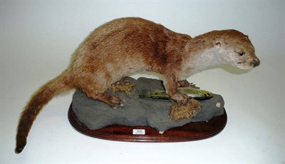 Lot 200 - Otter (Lutra lutra), modern, full mount, standing over trout prey on moss encrusted rock effect...