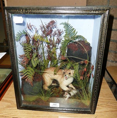 Lot 202 - A Taxidermy Group of a Weasel and its Lapwing Chick Prey, set amongst ferns, grasses and faux...