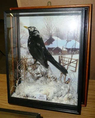 Lot 203 - Pied Blackbird (Turdus merula), modern, full mount, perched on a snowy earth knoll, against a...