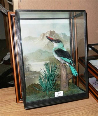 Lot 205 - Grey Headed Kingfisher (Halcyon leucocephalus), modern, full mount, perched on a branch end,...