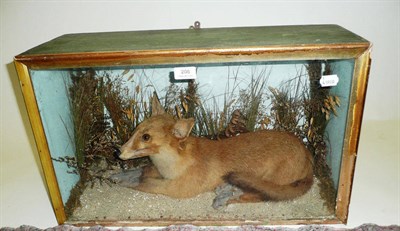 Lot 208 - Fox (Vulpes vulpes), 20th century, full mount, recumbent on sand amongst diverse grasses, in a...