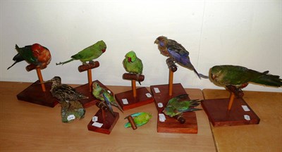 Lot 211 - A Group of Eight Taxidermy Parrots, circa 1920, now upon more modern wood perch stands; and...