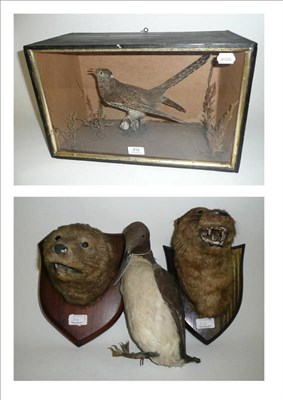 Lot 212 - Otter (Lutra lutra), circa 1900, two head mounts, on period shields, one bearing original paper...