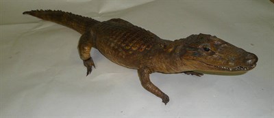 Lot 213 - Alligator (Alligator mississippiensis), circa 1920, full mount, with jaw slightly open, 97cm...