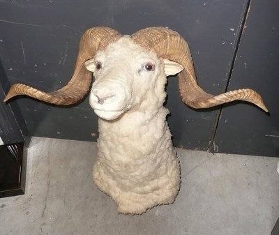 Lot 217 - Dall Sheep, modern, shoulder mount, 49cm from the wall