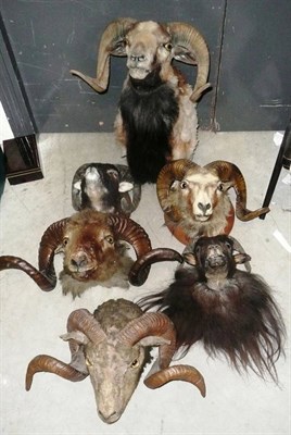 Lot 219 - A Collection of Six Assorted Taxidermy Sheep Heads, Victorian to modern, all horned