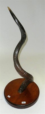 Lot 222 - Greater Kudu (Tragelaphus strepsiceros), lacquered horn mounted onto a teak wood circular platform