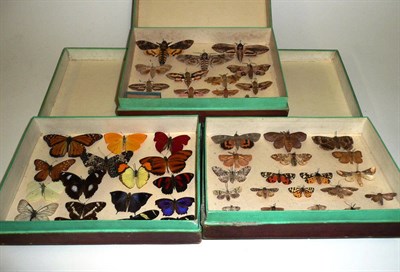 Lot 224 - Butterflies and Moths: three card store boxes