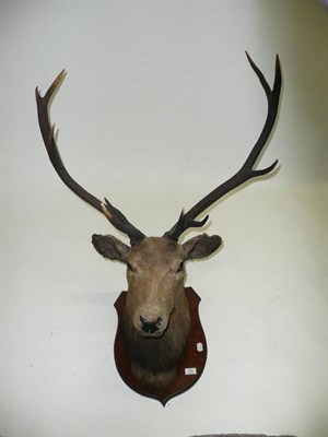 Lot 225 - Scottish Red Deer (Cervus elaphus scoticus), early 20th century, head mount, 10 points, on oak...