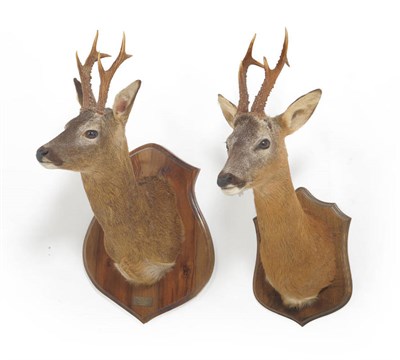 Lot 227 - Roe Deer (Capreolus capreolus), shoulder mounts, both on shields, one with plaque inscribed...