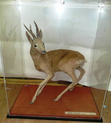 Lot 228 - Roe Deer (Capreolus capreolus), male, full mount, in tense turning pose, 89cm high, contained...