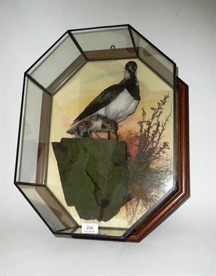 Lot 230 - Green Plover and Chicks, modern, by Mike Gadd, full mounts,  in an octagonal glazed "picture frame"