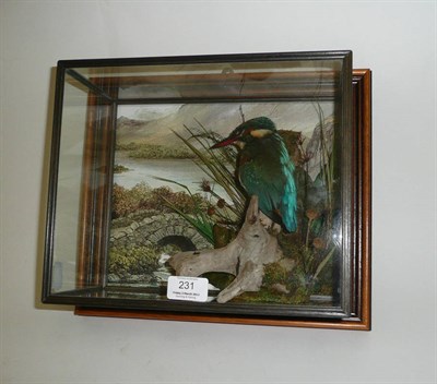 Lot 231 - Kingfisher (Alcedo atthis), full mount, naturally perched on gnarled rootwood amongst grasses,...