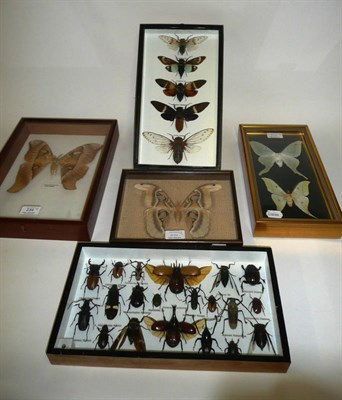 Lot 234 - A Set of Five Picture Frame Cases, including Atlas and Hercules Moths, Indian Lunar Moth (pair), 5x