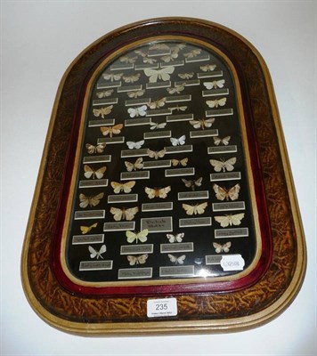 Lot 235 - A Selection of Diverse British Moths, in an arched decorative frame with slightly cushioned...