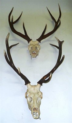 Lot 236 - Red Deer (Cervus elaphus hippelaphus), two sets of antlers on upper skulls, 10 and 11 points...