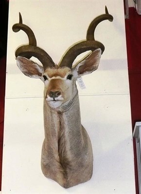 Lot 237 - Greater Kudu (Tragelaphus strepsiceros), modern, shoulder mount