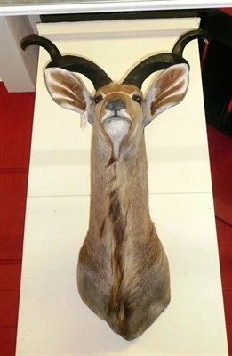 Lot 238 - Greater Kudu (Tragelaphus strepsiceros), modern, shoulder mount