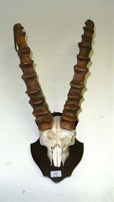 Lot 240 - European Ibex or Steinbok (Capra ibex ibex), horns on part upper skull, right horn 74cm, left...