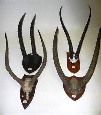 Lot 242 - A Collection of Four African Game Trophy Horns, comprising Waterbuck, circa 1920, on frontlet,...