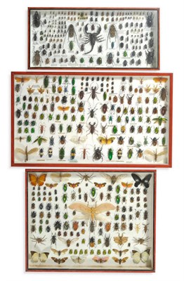 Lot 243 - Insects: Three Glazed Wall Hanging Cases of Diverse Insects, mainly Beetles, including:...