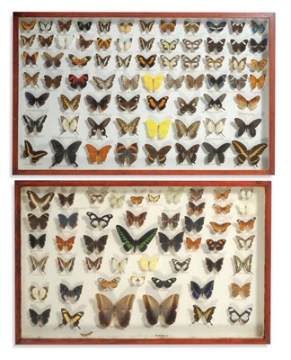 Lot 244 - A Collection of World Butterflies, in two glazed hanging display cabinets, species include...