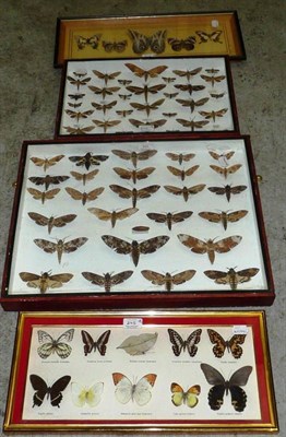 Lot 245 - World Moths, diverse species, mainly East Java, many unnamed, mainly circa 2005-2006, the...