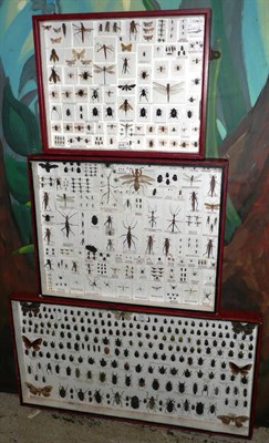 Lot 246 - World Insects, Beetles and Butterflies, three glazed wall hanging display cabinets, including...