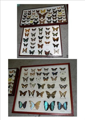 Lot 247 - World Butterflies and Moths, mainly butterflies, including Papilio cresphontes P.gallieus...